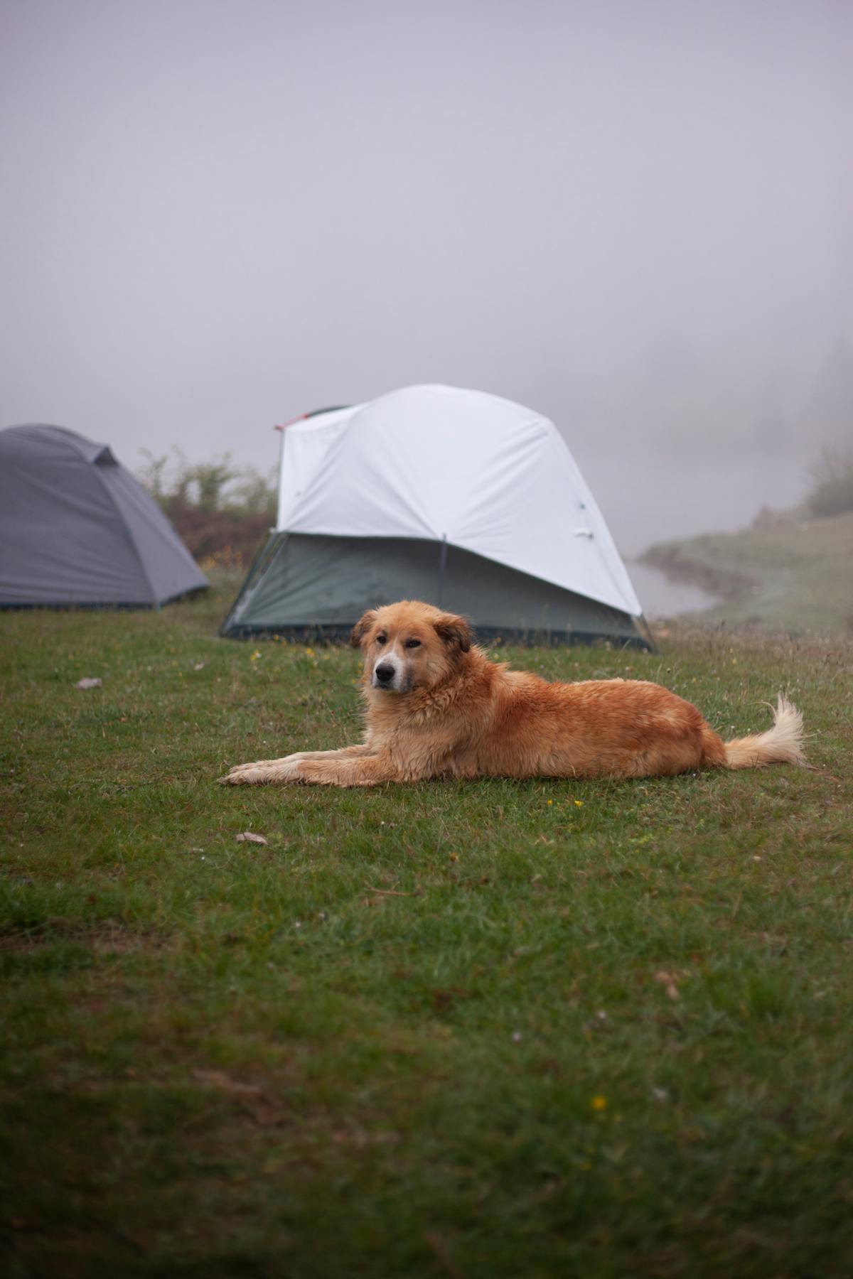 A golden retriever lying on grass near tents in soft foggy weather.