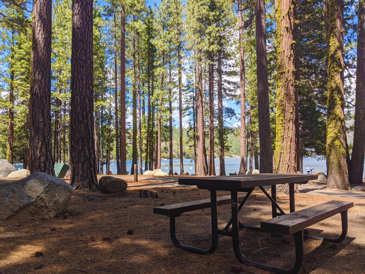 A peaceful campground scene with a picnic table under tall trees.